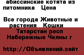абиссинские котята из питомника › Цена ­ 15 000 - Все города Животные и растения » Кошки   . Татарстан респ.,Набережные Челны г.